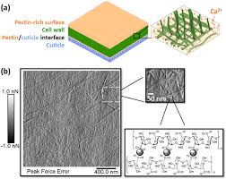 Wood and paper are mostly cellulosic in nature. Resonant Soft X Ray Scattering Reveals Cellulose Microfibril Spacing In Plant Primary Cell Walls Scientific Reports