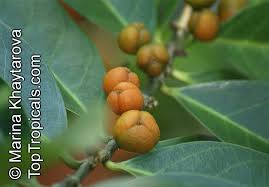 Image result for Suregada