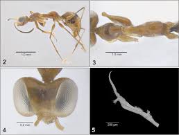 Image result for Gonatopus