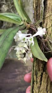 Image result for Diaphananthe pellucida