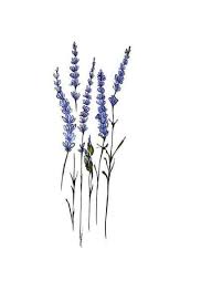 Your bohemian flower coaster is ready to use, protect your surfaces, and add a bit of color and flare to your home decor! 36 Best Ideas For Flowers Drawing Simple Ink Lavender Tattoo Flower Drawing Flower Sketches
