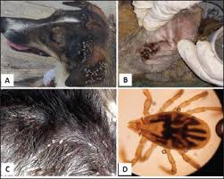 Image result for what do Mallophaga look like in dog fur