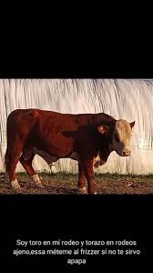 Vídeos de miguelito (@yaco483) con «Metéle Plomo, Tapecito!