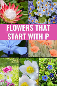 Flowers that start with a. 14 Pretty Flowers That Start With P