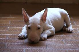 Image result for anglický barvář