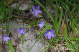 Image result for Wahlenbergia ramosissima