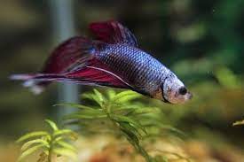 Swim Bladder Disease In Betta Fish A Complete Guide Fishtankmag