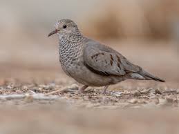 Image result for Passerina montana