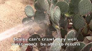 This cochineal covers itself with a waxy coating that makes it look like white tufts on the pads and stems of your plant. How To Remove Cochineal Scale Youtube