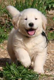 Maybe you would like to learn more about one of these? Emanuel Homestead Goldens Llc Home