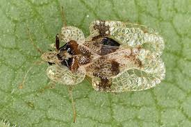 Image result for Struthiola scaettae