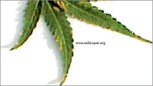 Diagnosing Marijuana Cannabis Plant Abuse Problems Charts