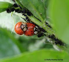 The eggs are small and appear to have a yellow/orange color to them. Sure Sign Of Spring Bug Squad Anr Blogs