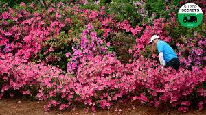 Place the pot in a sunny spot. The Secret To Growing Augusta National Grade Azaleas