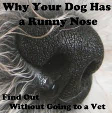 This can lead to a great deal of distress. Why Your Dog Has A Runny Nose Find Out Without Going To The Vet It Isn T Always An Allergy Pethelpful