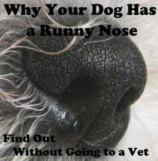 Hunting dogs and those that snuffle in the undergrowth can also catch loads of unusual things stuck up their nose like fragments of leaves and. Why Your Dog Has A Runny Nose Find Out Without Going To The Vet It Isn T Always An Allergy Pethelpful