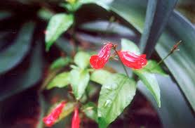 Image result for Ruellia brevifolia