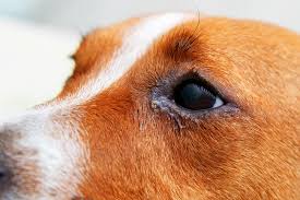 Red or bloodshot eyes can result from trauma, infection, allergies, or eye diseases, requiring your vet to diagnose the cause. Dog Eyelids Facts And Common Problems Great Pet Care