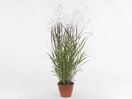 Image result for Panicum funaense