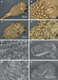 Image result for Heterotis decumbens