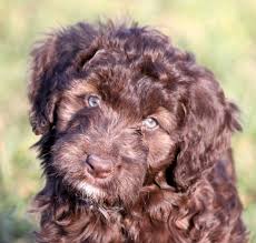 From new york city, washington dc, and miami to. Border Collie Poodle Off 79 Www Usushimd Com