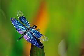 What a dragonfly eats and how it eats depends on its type and age, an adult one may eat any insects it caught, while a nymph may eat insects in water, large nymph may even eat small fish. Pin On Home
