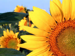 Bunga matahari tumblr background trend pict. Download Sunflower Wallpaper Bunga Matahari Tumblr Cikimm Com