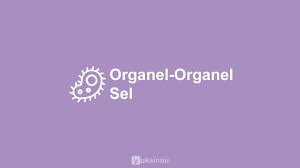 Maybe you would like to learn more about one of these? Struktur Gambar Dan Fungsi Organel Organel Sel Yuksinau Id