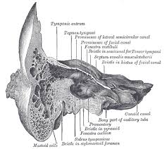 Image result for Temporal Bone