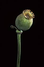 Synonyme zu künstler und künstlerin. Wildlife Opiummohn Papaver Somniferum Droge Drogen Kunstdruck Glasbild