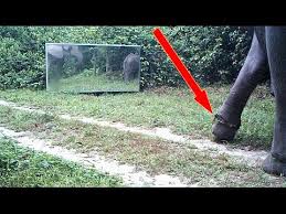 Résultat de recherche d'images pour "elephant snare"