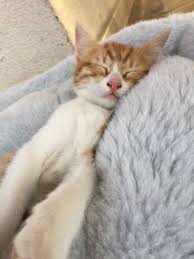 Ya Boyle Uykucu Sebege Ne Demeli Peki Ya Bu Dostumuzu Eve Almak Ister Miydiniz Kedi Pekin Yaya