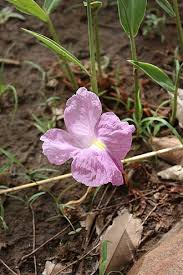 Image result for Siphonochilus rhodesicus