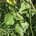 Image result for Abutilon mauritianum