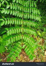 Image result for Guilandina bonduc