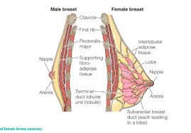 If diagnosed early, while the cancer is confined to the testicle, the survival rate is 99%. Chapters 18 20 Flashcards Quizlet