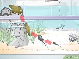 Image result for Plenty Of Fish, Lots Of Frogs Also.