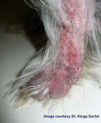 Image result for scabies dogs detail