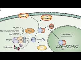 Hif inhibitors (inhibiting targets of signaling pathways) used for various assays, some have entered clinical trials, which would be new cancer therapies. Hypoxia Inducible Factor 1 Hif 1 Pathway Cancer Metabolism Hallmarks Of Cancer Explained Youtube