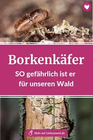 Der Borkenkaferbefall In Unseren Waldern Hat Nach Dem Heissen Sommer 2018 Nochmals Zugenommen Warum Der Kafer So Schad Wald Buchsbaumzunsler Pflanzenschadlinge