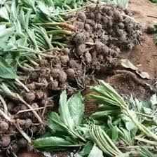 Untuk kebutuhan di beberapa industri kami selaku tim pemasaran untuk porang kering atau konjac cips siap membeli porang ,terutama yang kering. Harga Bibit Porang Murah Dan Terbaru Juni 2021 Halaman 6 Bukalapak