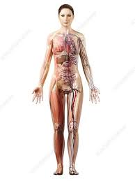 Download in under 30 seconds. Female Anatomy Artwork Stock Image F005 5650 Science Photo Library