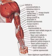 Biceps Kasi Nasil Gelistirilir Ozellikleri Nelerdir Fitnessandbeast