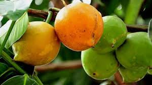 Terima kasih dan selamat menikmati koleksi gambar mewarnai kami tentang mewarnai gambar pohon dan buah. Buah Mundu Garcinia Dulcis Tribunnewswiki Com Mobile
