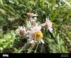 Image result for Athrixia phylicoides
