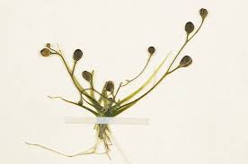 Image result for Subularia monticola