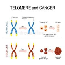 Pin By Dr Deena On Pathology In 2020 Telomeres Chromosome Medical Knowledge