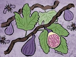 Image result for fig tree