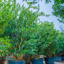 Image result for Ficus demeusei