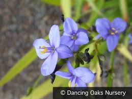 Image result for Aristea